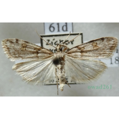 Scoparia ancipitella (La Harpe, 1855) Czech61d